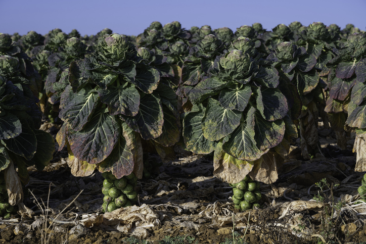 brussell-sprouts-growing