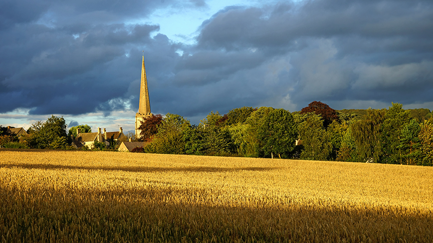 corn-field