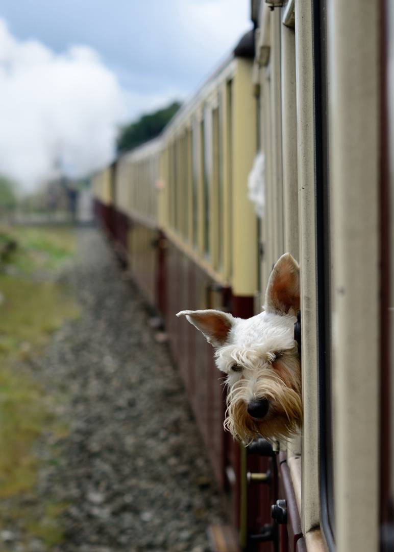 dog-on-train