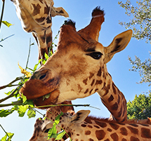 giraffe