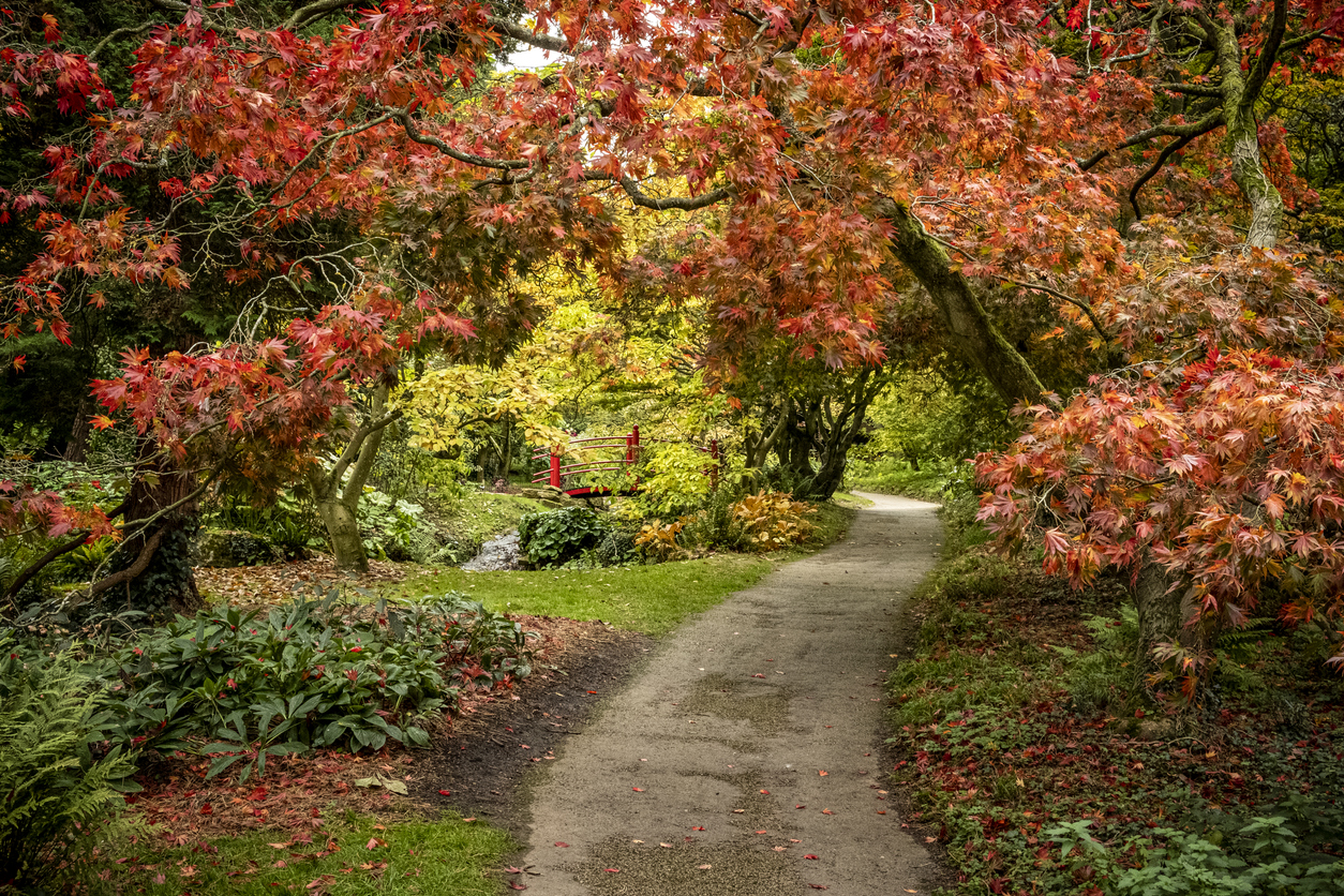 red-autumn-trees