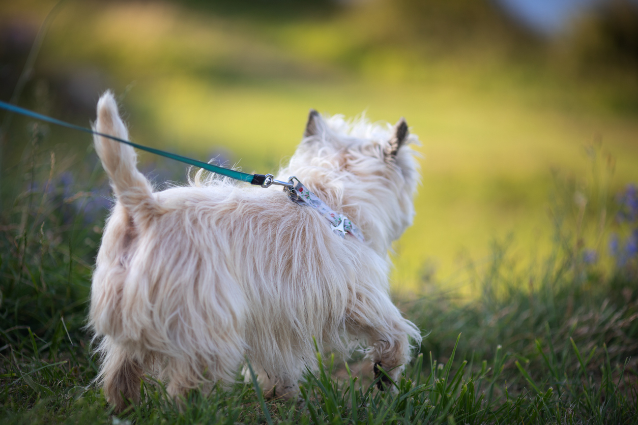 westie-dog