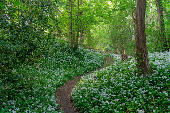 wild-garlic